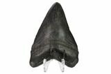 Fossil Megalodon Tooth - South Carolina #159445-2